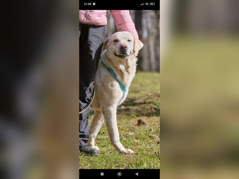 Bob - Labrador Mischling sucht sein Für -immer -Zuhause.
