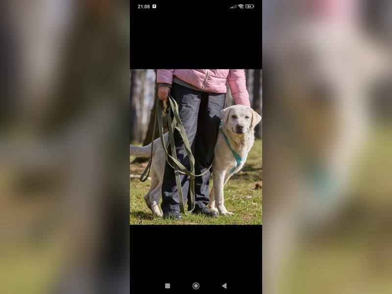 Bob - Labrador Mischling sucht sein Für -immer -Zuhause.