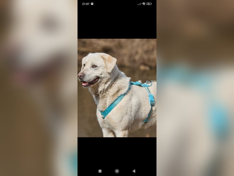 Bob - Labrador Mischling sucht sein Für -immer -Zuhause.
