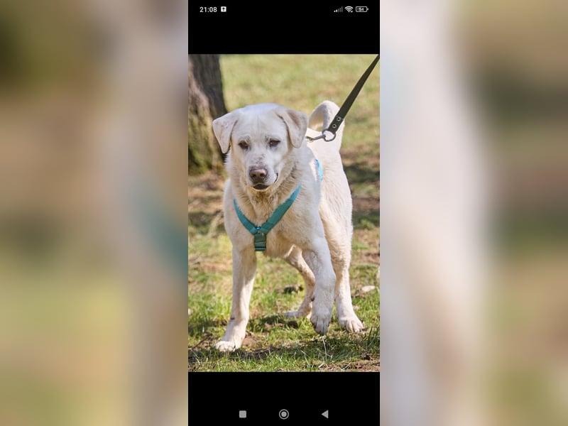 Bob - Labrador Mischling sucht sein Für -immer -Zuhause.