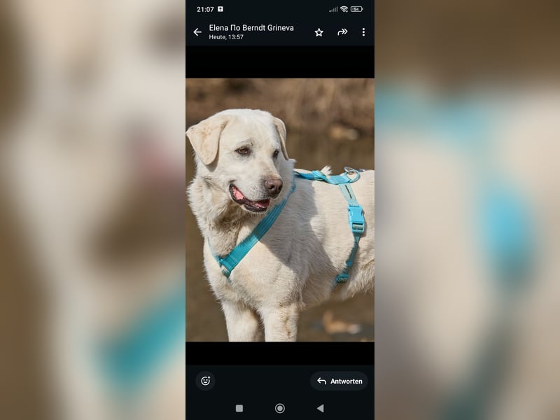 Bob - Labrador Mischling sucht sein Für -immer -Zuhause.