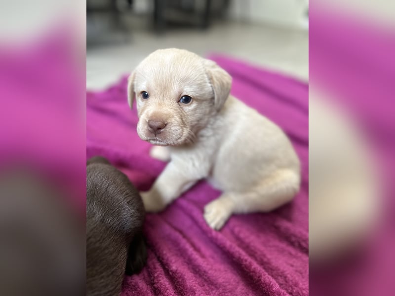 Labrador Retriever Labbi Welpen