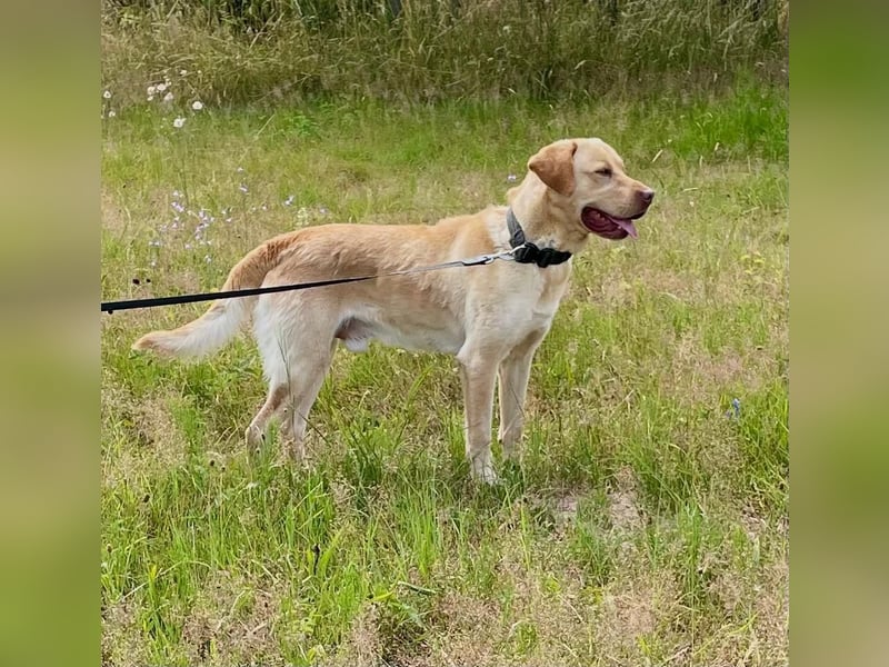 Labrador Retriever Labbi Welpen