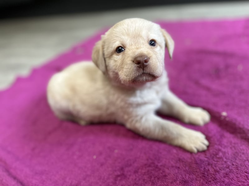 Labrador Retriever Labbi Welpen