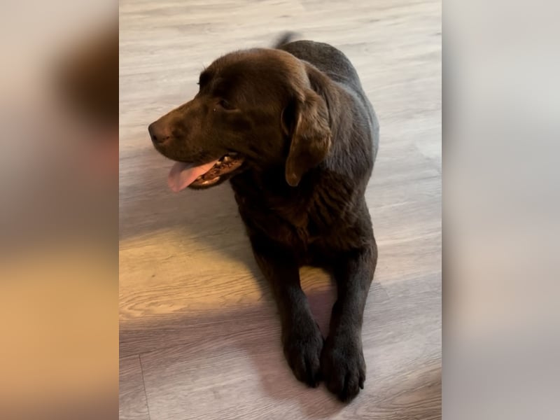 Labrador Retriever Labbi Welpen