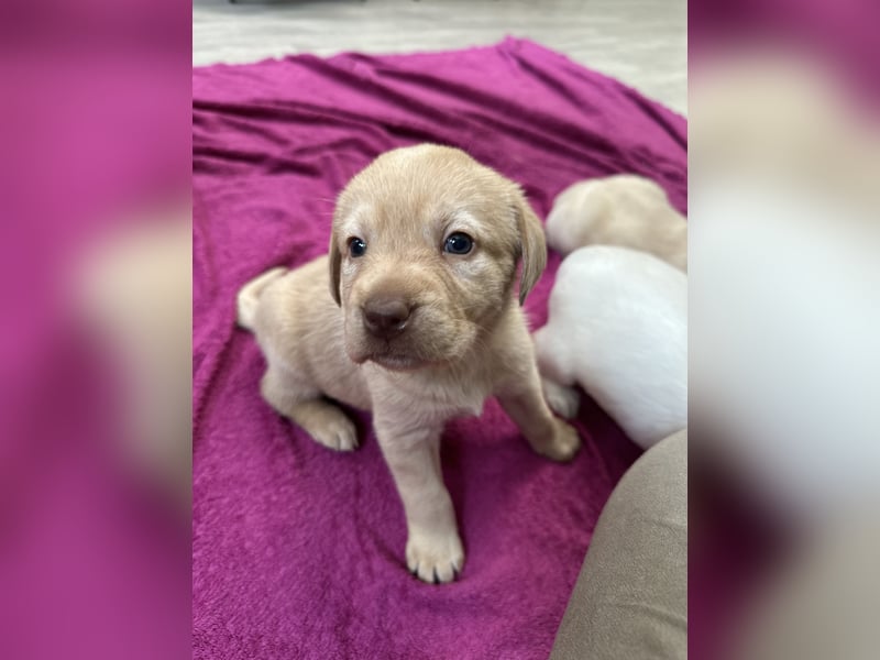 Labrador Retriever Labbi Welpen