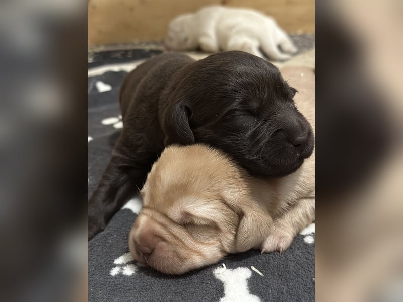 Labrador Retriever Labbi Welpen