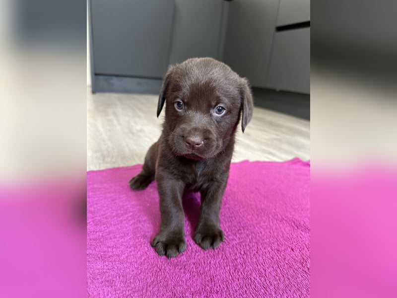 Labrador Retriever Labbi Welpen