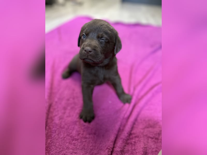 Labrador Retriever Labbi Welpen