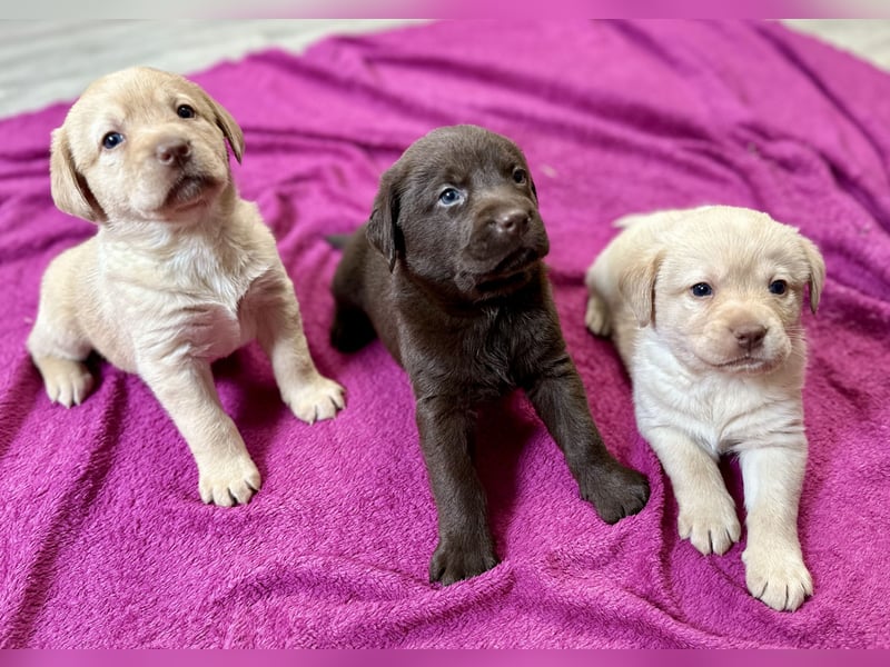 Labrador Retriever Labbi Welpen