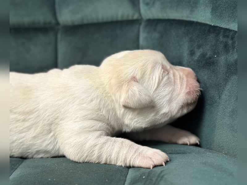 Labrador Retriever Labbi Welpen