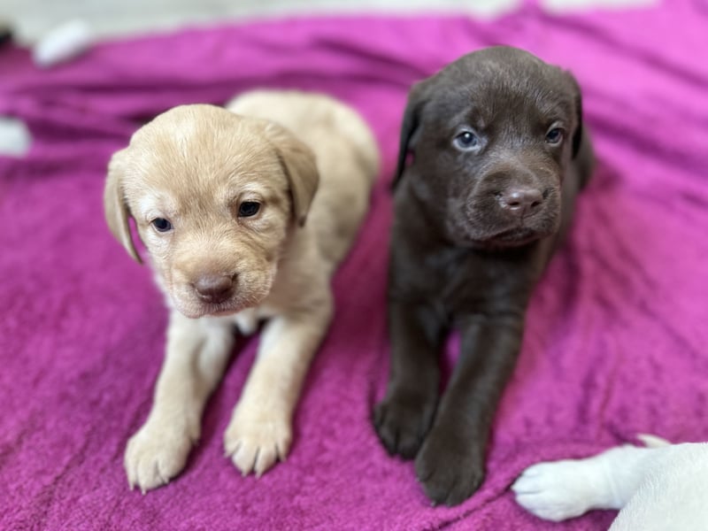 Labrador Retriever Labbi Welpen