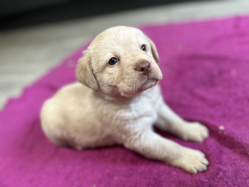 Labrador Retriever Labbi Welpen