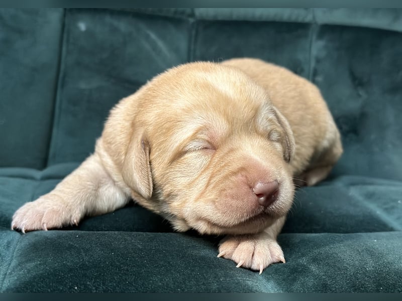 Labrador Retriever Labbi Welpen
