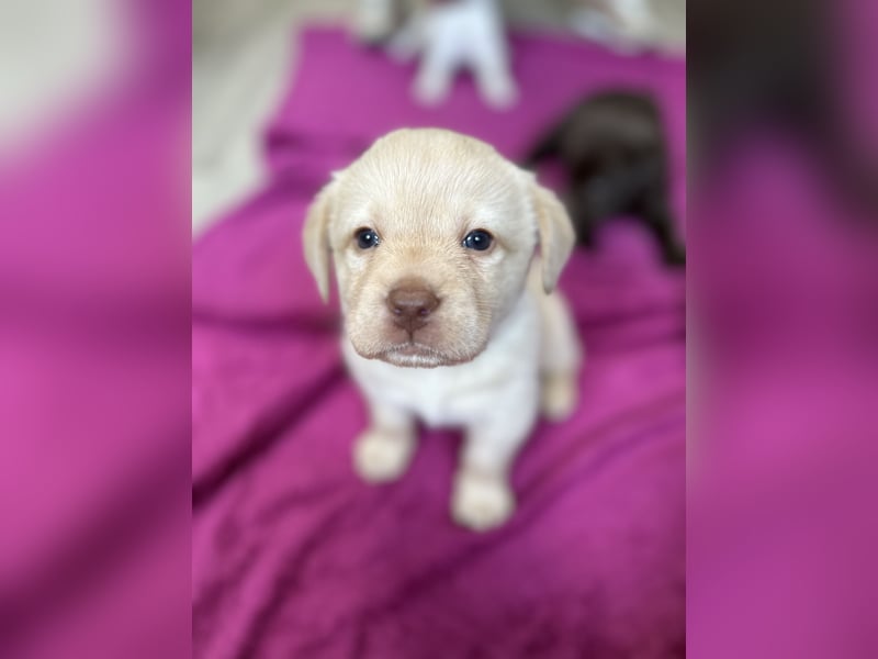 Labrador Retriever Labbi Welpen