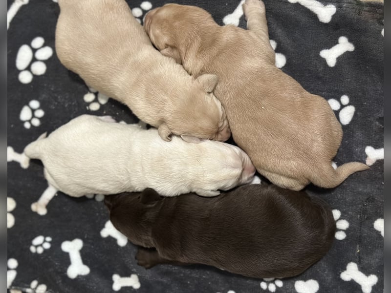 Labrador Retriever Labbi Welpen