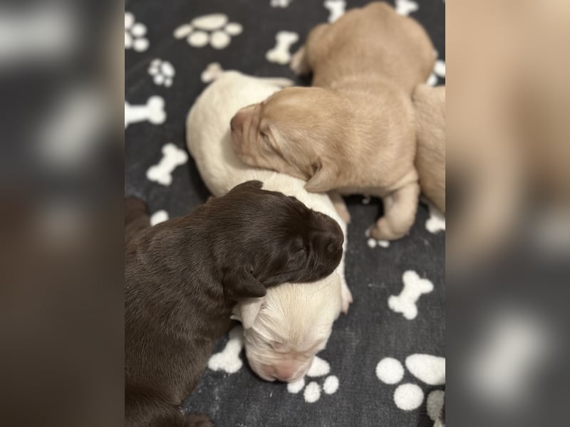Labrador Retriever Labbi Welpen