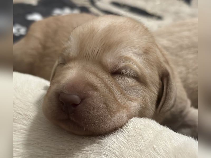 Labrador Retriever Labbi Welpen