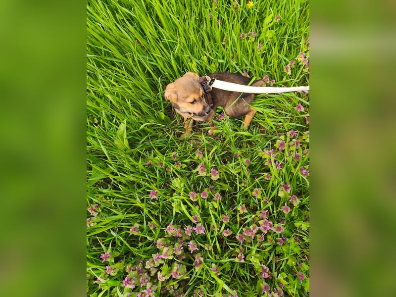 Luka - kleiner Abenteurer mit wachem Blick - aktuell noch in Rumänien