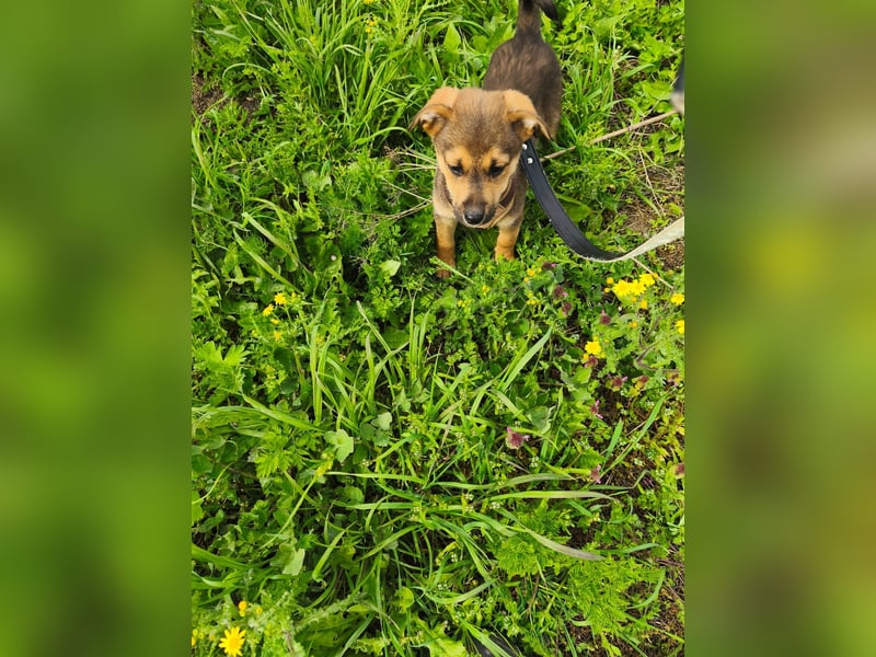Luka - kleiner Abenteurer mit wachem Blick - aktuell noch in Rumänien