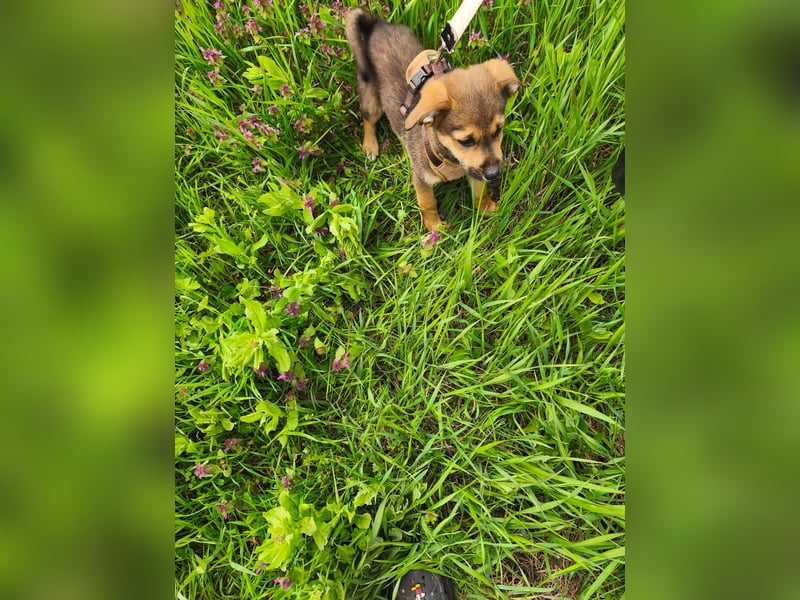 Luka - kleiner Abenteurer mit wachem Blick - aktuell noch in Rumänien