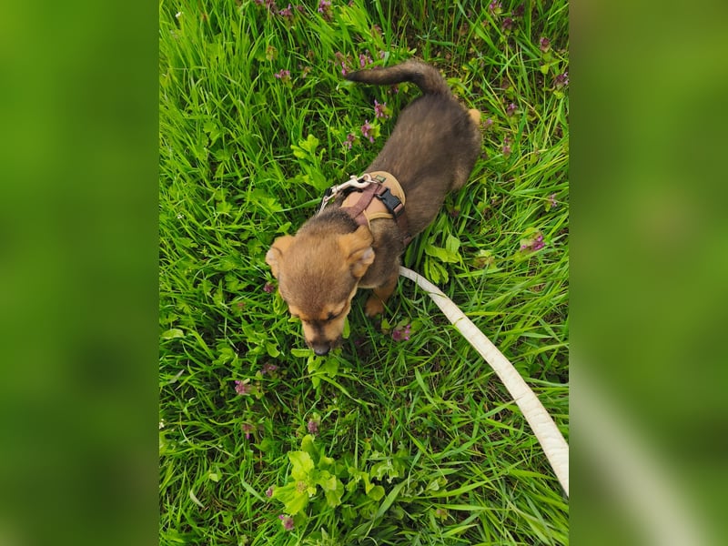 Luka - kleiner Abenteurer mit wachem Blick - aktuell noch in Rumänien