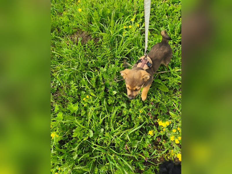 Luka - kleiner Abenteurer mit wachem Blick - aktuell noch in Rumänien