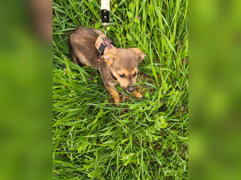 Luka - kleiner Abenteurer mit wachem Blick - aktuell noch in Rumänien