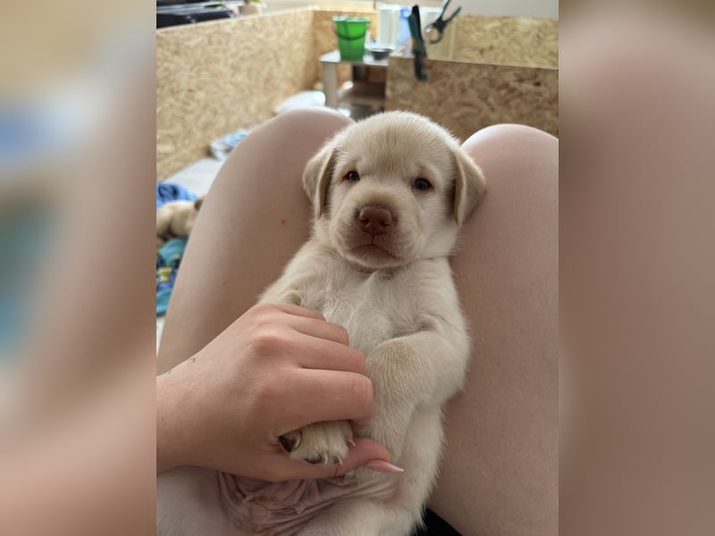 Labrador Welpen