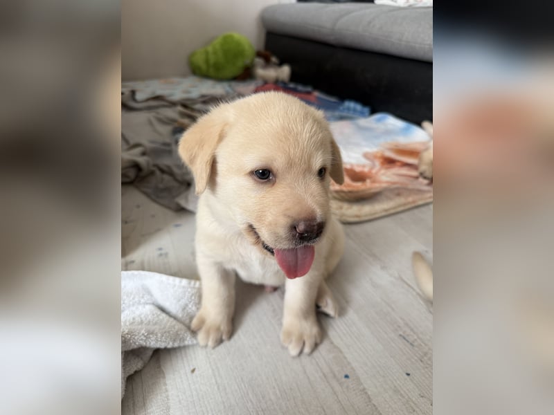 Labrador Welpen