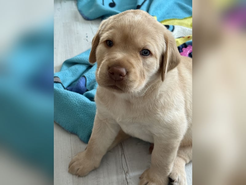 Labrador Welpen