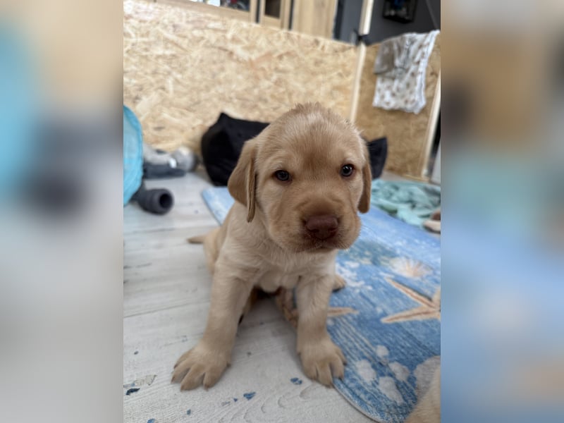 Labrador Welpen