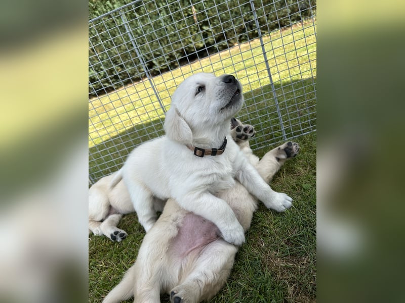 Labrador-Retriever Welpen
