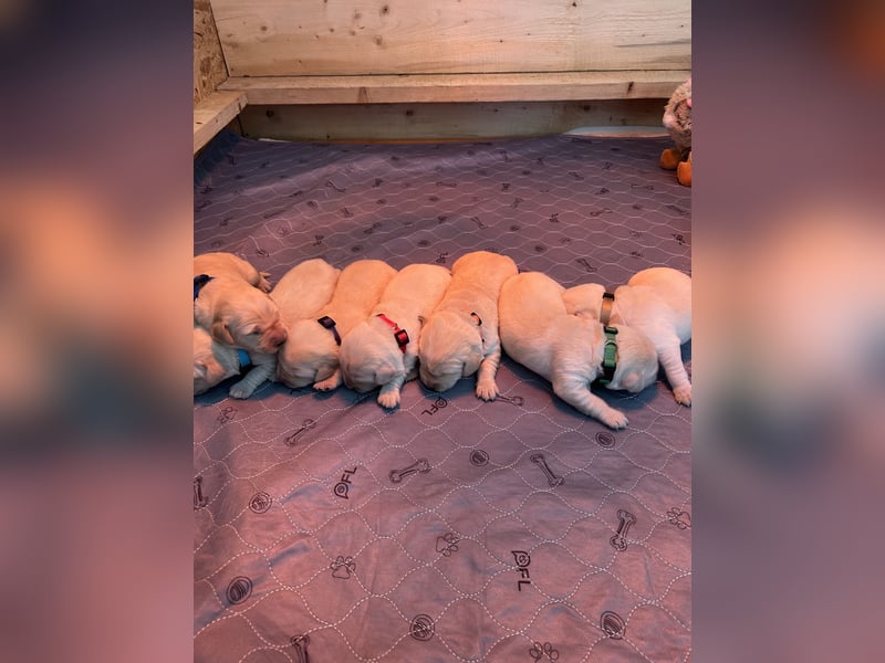Labrador-Retriever Welpen