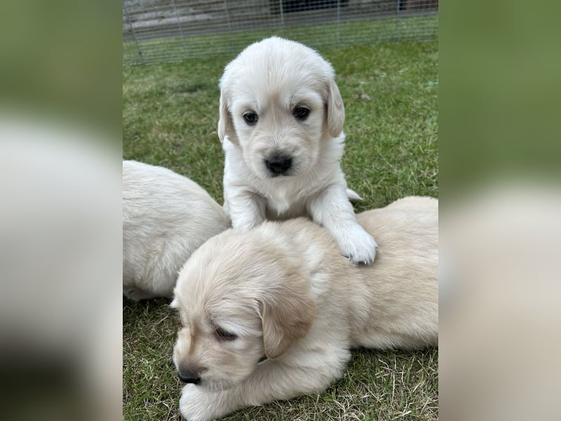 Labrador-Retriever Welpen