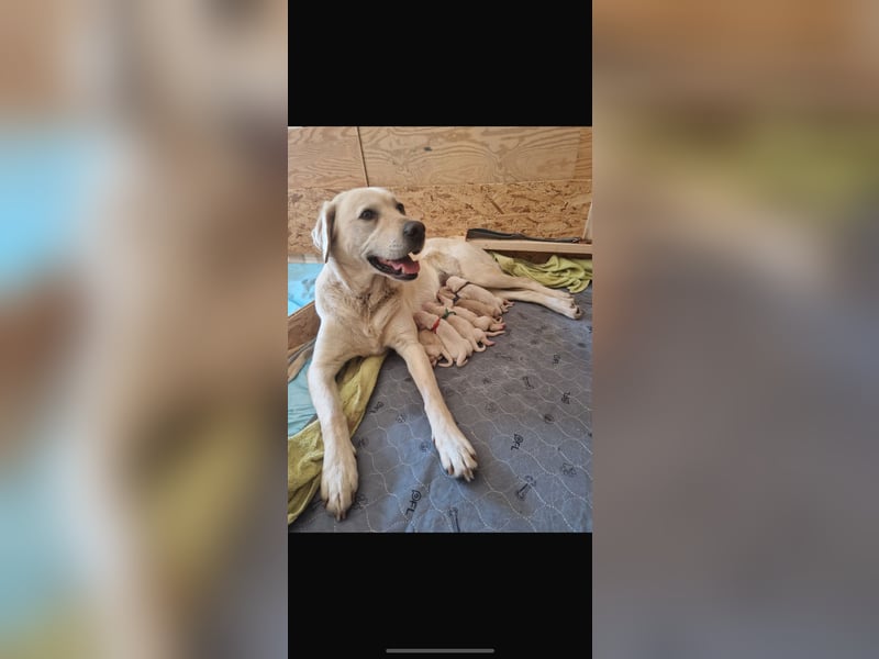 Labrador-Retriever Welpen