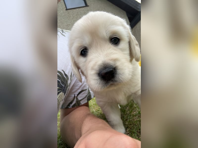 Labrador-Retriever Welpen