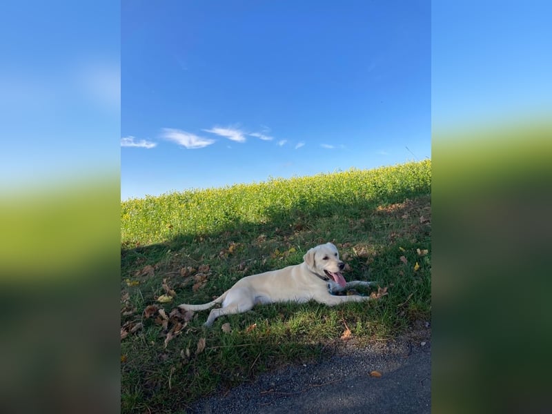 Labrador-Retriever Welpen