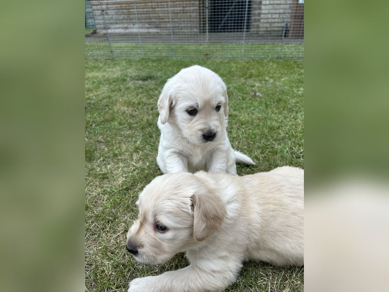 Labrador-Retriever Welpen