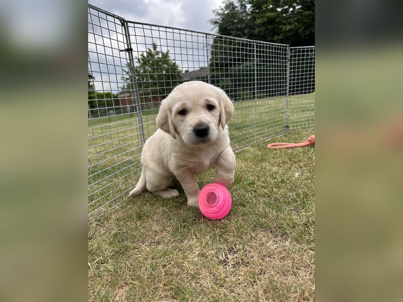 Labrador-Retriever Welpen