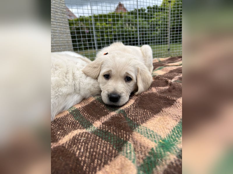 Labrador-Retriever Welpen