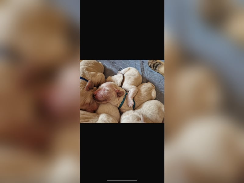 Labrador-Retriever Welpen