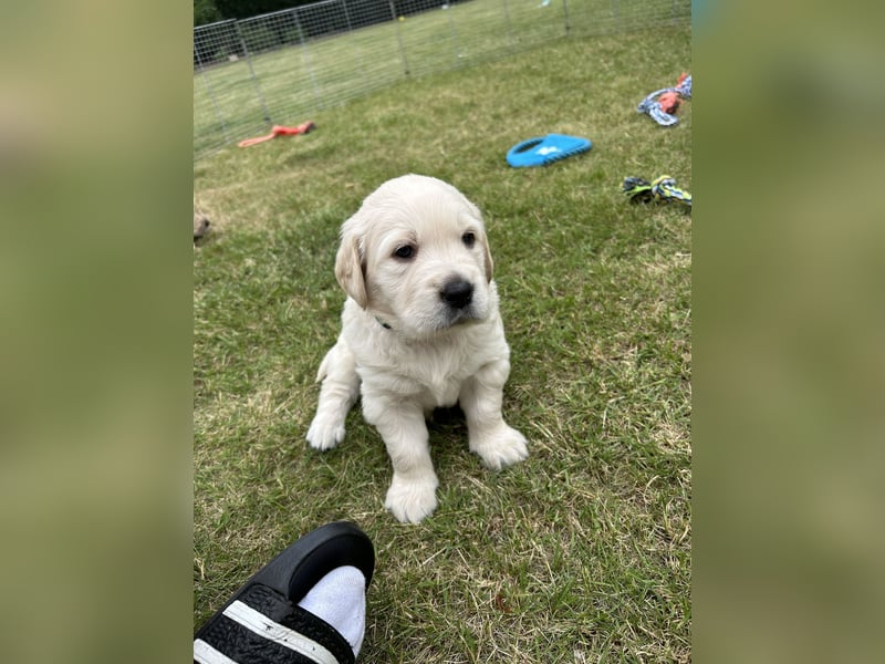 Labrador-Retriever Welpen