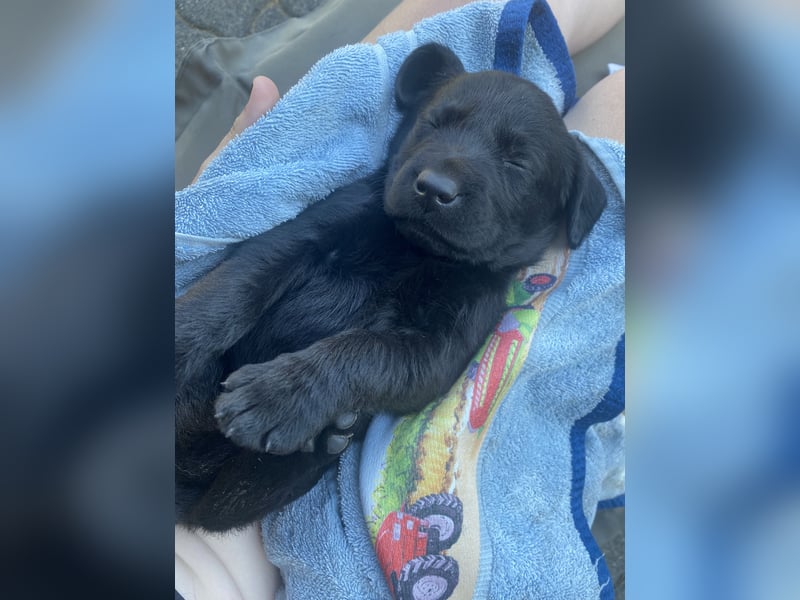 Labrador Welpen mit Abstammungsurkunde