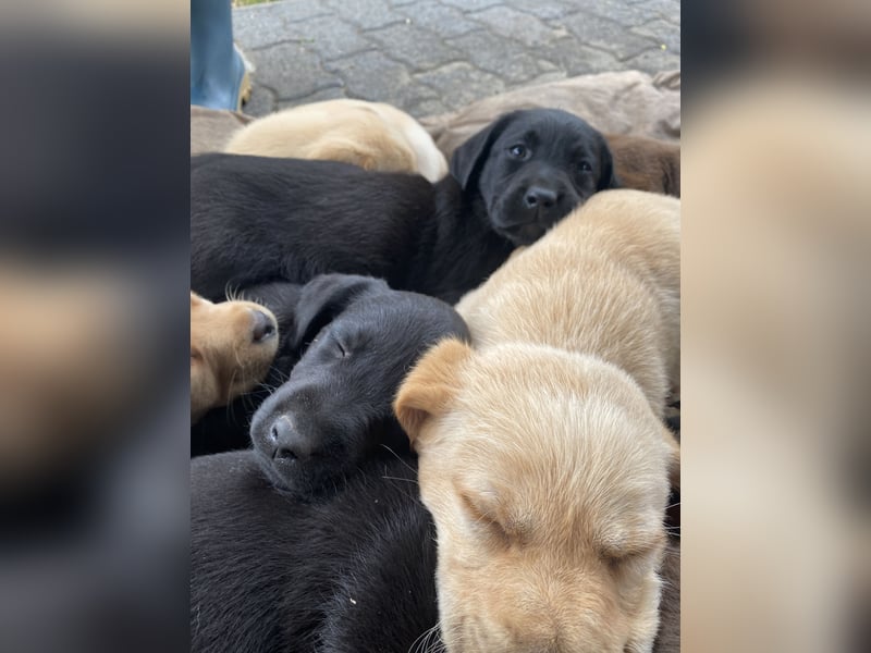 Labrador Welpen mit Abstammungsurkunde
