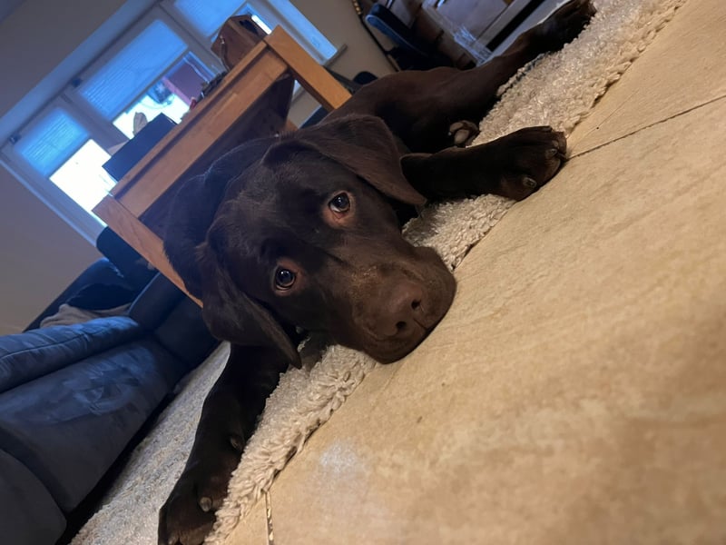 Labrador Welpen mit Abstammungsurkunde