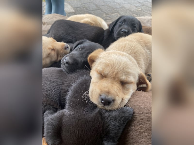 Labrador Welpen mit Abstammungsurkunde