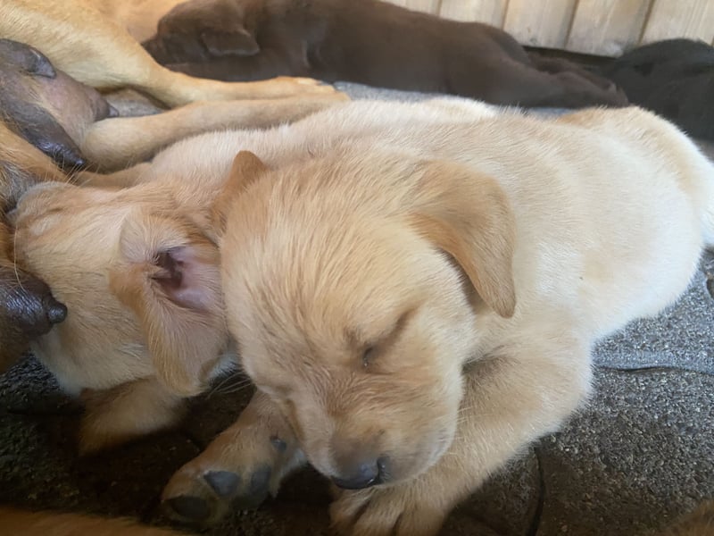 Labrador Welpen mit Abstammungsurkunde
