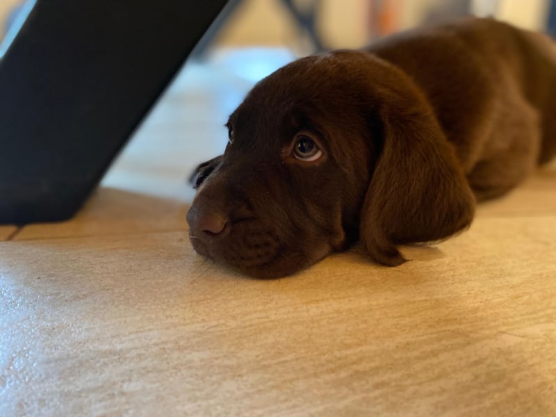 Labrador Welpen mit Abstammungsurkunde