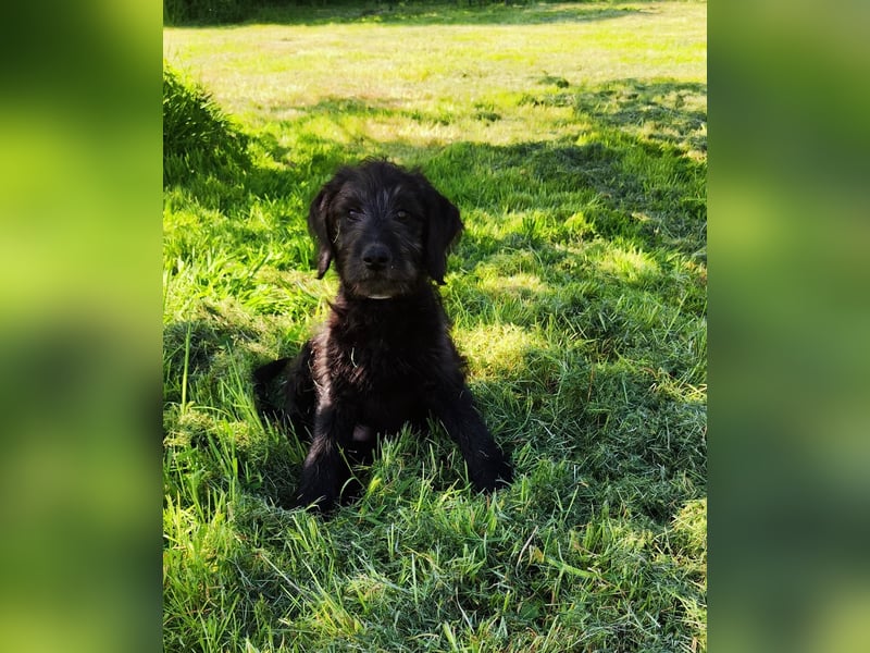 Abgabebereit !!Labradoodle Welpen Silver und Schwarz -Mit Papiere